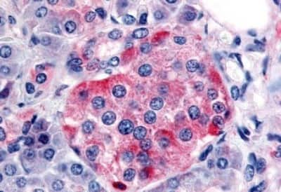 Immunohistochemistry-Paraffin: Somatostatin R1/SSTR1 Antibody [NBP3-14481] - Immunohistochemistry of formalin-fixed, paraffin-embedded human pancreas, islet, after heat-induced antigen retrieval.